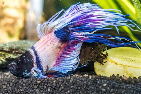sick betta fish|betta fish symptoms when sick.